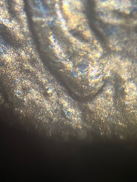 Lincoln-Memorial-Cent-1988-D--Normal-Ear-?-Or-?